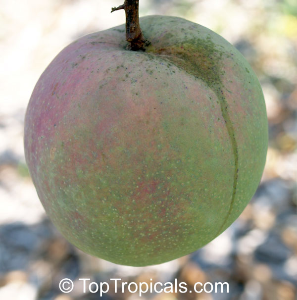 Mango tree 36-8, Super Alphonso, Grafted (Mangifera indica)