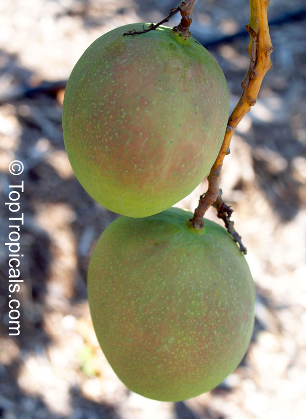 Mango tree Beverly, Grafted (Mangifera indica)