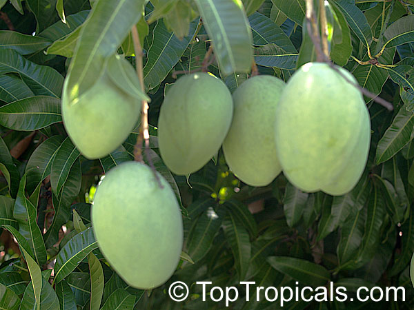 Mango tree M4 (Candy Sweet), Grafted (Mangifera indica)