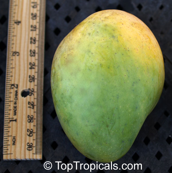 Mango tree Choc Anon (Miracle), Grafted (Mangifera indica)