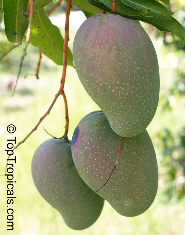 The 4 Best Mango Varieties​