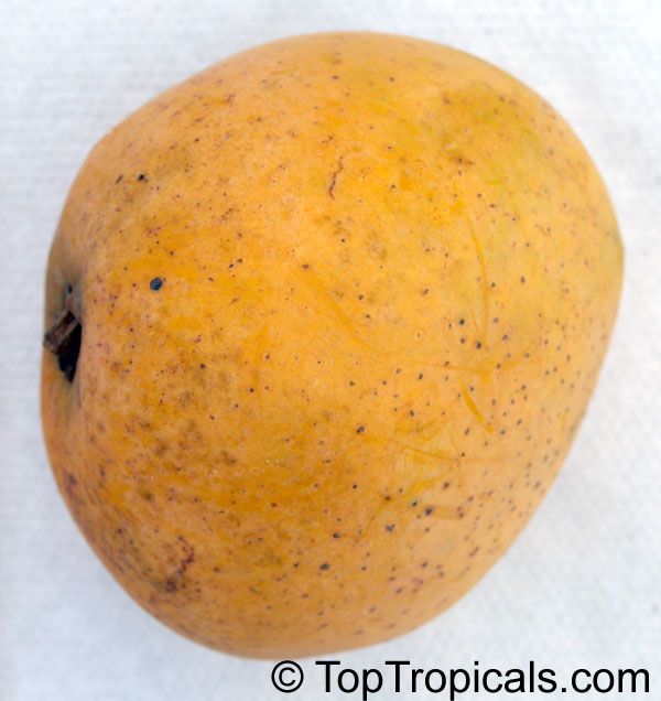 Mango tree Gary, Grafted, 7 gal pot (Mangifera indica)