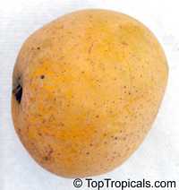Mango tree Florigon, Large size, Grafted (Mangifera indica)

Click to see full-size image