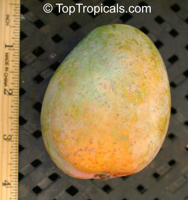 Mango tree O-15 (OMG), Large size, Grafted (Mangifera indica)
