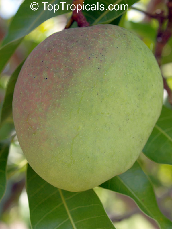 Mango tree Graham, Large size, Grafted (Mangifera indica)