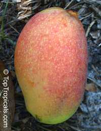 Mangifera indica - Keitt Mango, Grafted

Click to see full-size image