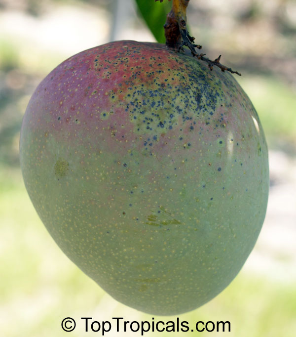 Mango tree Kent, Grafted (Mangifera   indica)