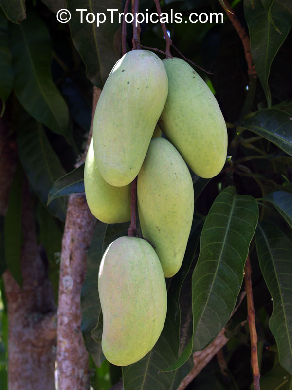 Mango tree Po Pyu Kalay, Grafted (Mangifera indica)