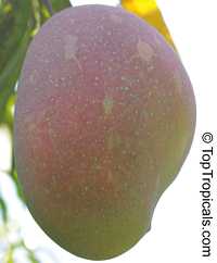 Mangifera indica - Lancetilla Mango, Grafted

Click to see full-size image