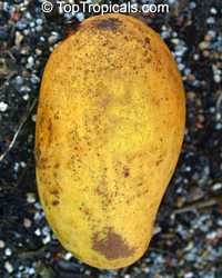 Mango tree Triple Sec (Seacrest, 40-36), Grafted (Mangifera indica)

Click to see full-size image