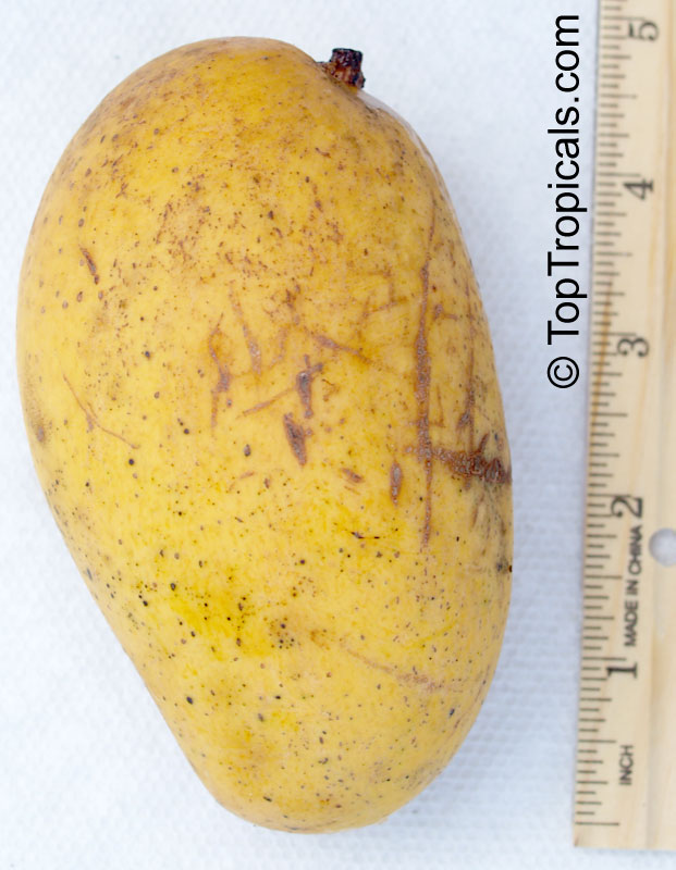 Mango tree Lemon Meringue, Grafted (Mangifera indica)