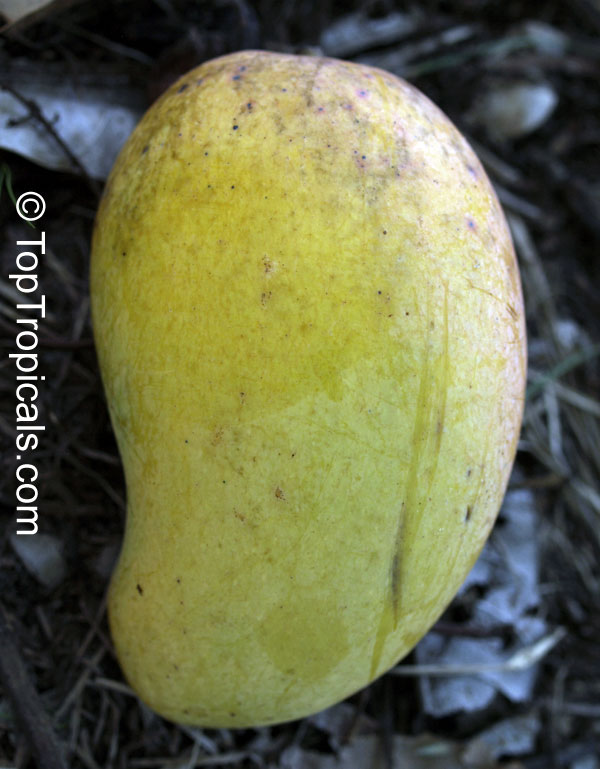 Mango tree Madame Francis (Haitian), Grafted (Mangifera indica)