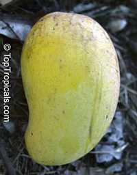 Mango tree Madame Francis (Haitian), Grafted (Mangifera indica)

Click to see full-size image