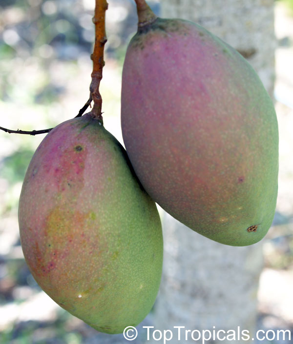 Mango tree Bombay, Grafted (Mangifera indica)