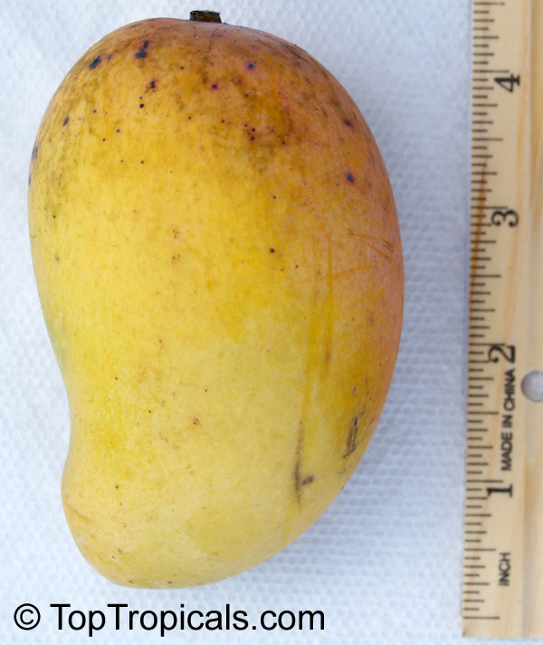 Mango tree Neelum, Grafted (Mangifera indica)