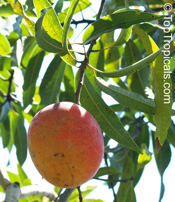 Mango tree Peach Cobbler (O-2), Grafted (Mangifera indica)