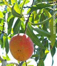 Mango tree Peach Cobbler (O-2), Grafted (Mangifera indica)

Click to see full-size image