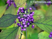 Callicarpa bodinieri, Bodinier's Beautyberry

Click to see full-size image