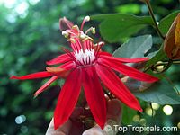 Passiflora vitifolia, Grape Leaved Passion Fruit, Crimson Passion Flower

Click to see full-size image