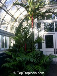 Cyrtostachys renda, Cyrtostachys lakka, Lipstick Palm, Sealing Wax Palm