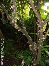 Theobroma cacao, Chocolate Tree, Cacao, Cocoa Tree

Click to see full-size image