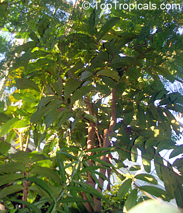 Carapa guianensis, Crabwood, Andiroba, Bastard-mahogany