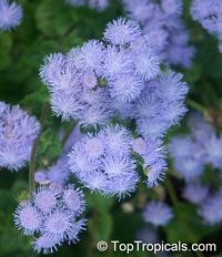 Ageratum houstonianum, Flossflower

Click to see full-size image