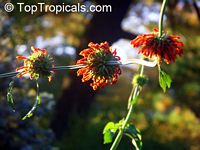 Leonotis nepetifolia , Urus mane, Naivasha Apricot

Click to see full-size image