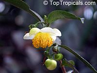 Camellia sinensis, Tea plant

Click to see full-size image