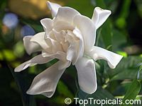 Gardenia jasminoides, Gardenia augusta, Bush Gardenia, Cape Jasmine, Bunga Cina

Click to see full-size image