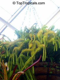 Lycopodium sp., Rock Tassel Fern, Club Moss

Click to see full-size image