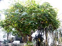 Uncarina grandidieri, Harpagophytum grandidieri, Mouse trap tree, Succulent Sesame