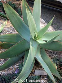 Aloe striata, Coral Aloe

Click to see full-size image