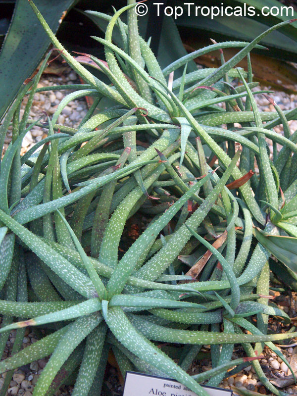Aloe sp., Aloe. Aloe pictifolia