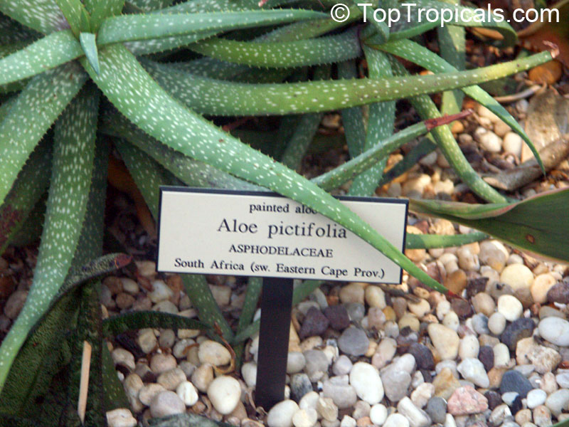 Aloe sp., Aloe. Aloe pictifolia
