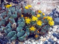 Lithops sp., Living Stones

Click to see full-size image