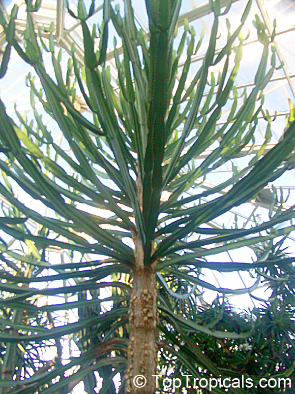 Euphorbia confinalis, Confinalis, Lebombo Euphorbia, Lebombo Milktree