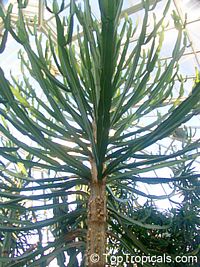 Euphorbia confinalis, Confinalis, Lebombo Euphorbia, Lebombo Milktree

Click to see full-size image