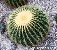 Echinocactus grusonii, Golden Barrel Cactus

Click to see full-size image