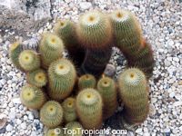 Parodia leninghausii, Notocactus leninghausii, Yellow Tower

Click to see full-size image