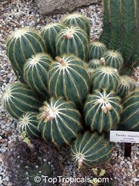 Parodia magnifica, Notocactus magnificus, Ball Cactus

Click to see full-size image