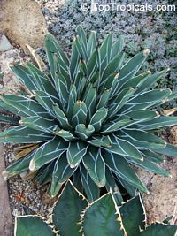 Agave sp., Agave

Click to see full-size image