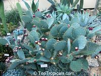 Opuntia phaeacantha, Opuntia engelmanii, Prickly Pear

Click to see full-size image