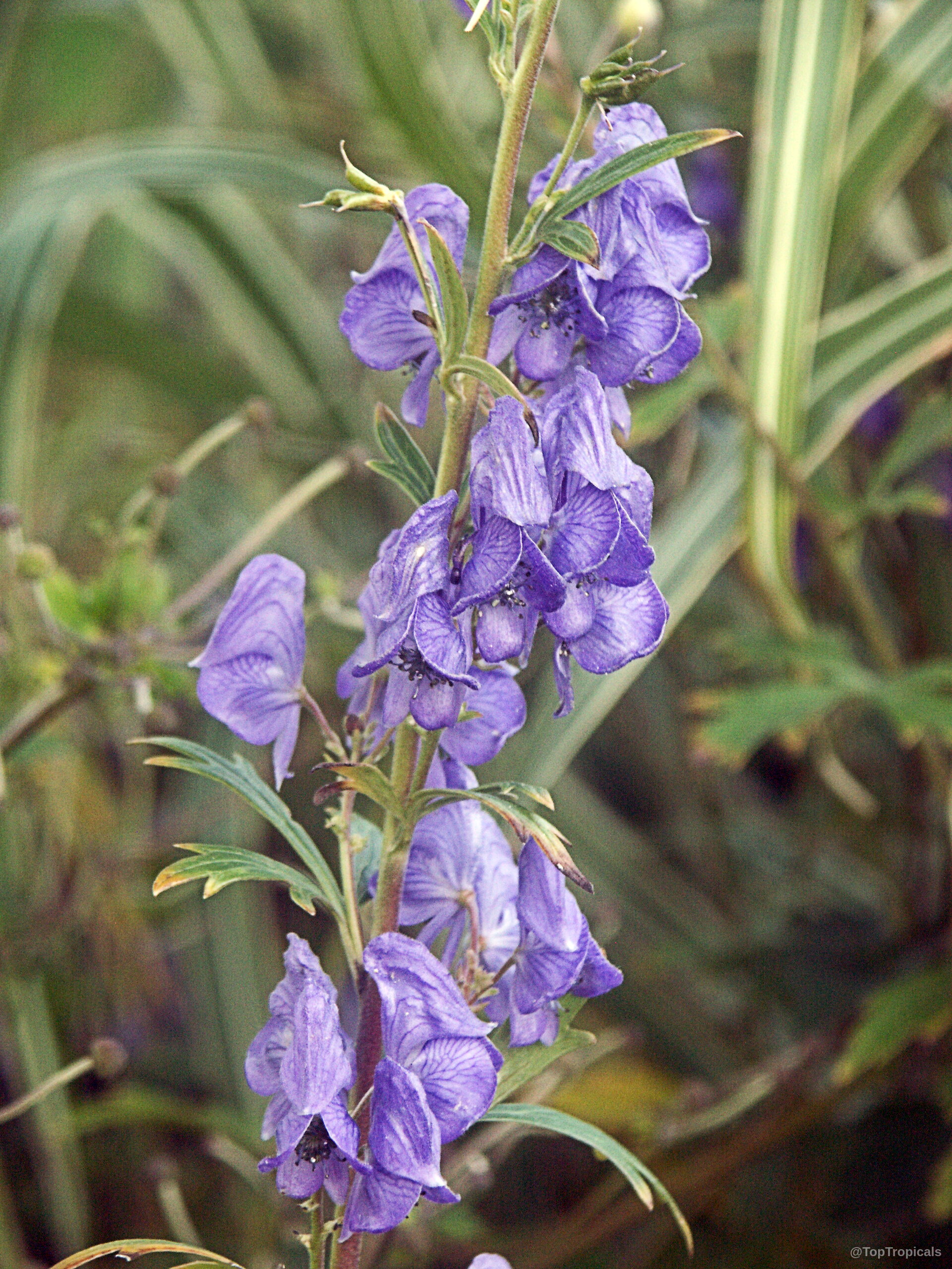 Aconitum sp. (Monkshood) blue flower rising vertically from stems surrounded by thin foliage. Aconitum sp. (Monkshood) blue flower close up with green stems and narrow pointy leaves.