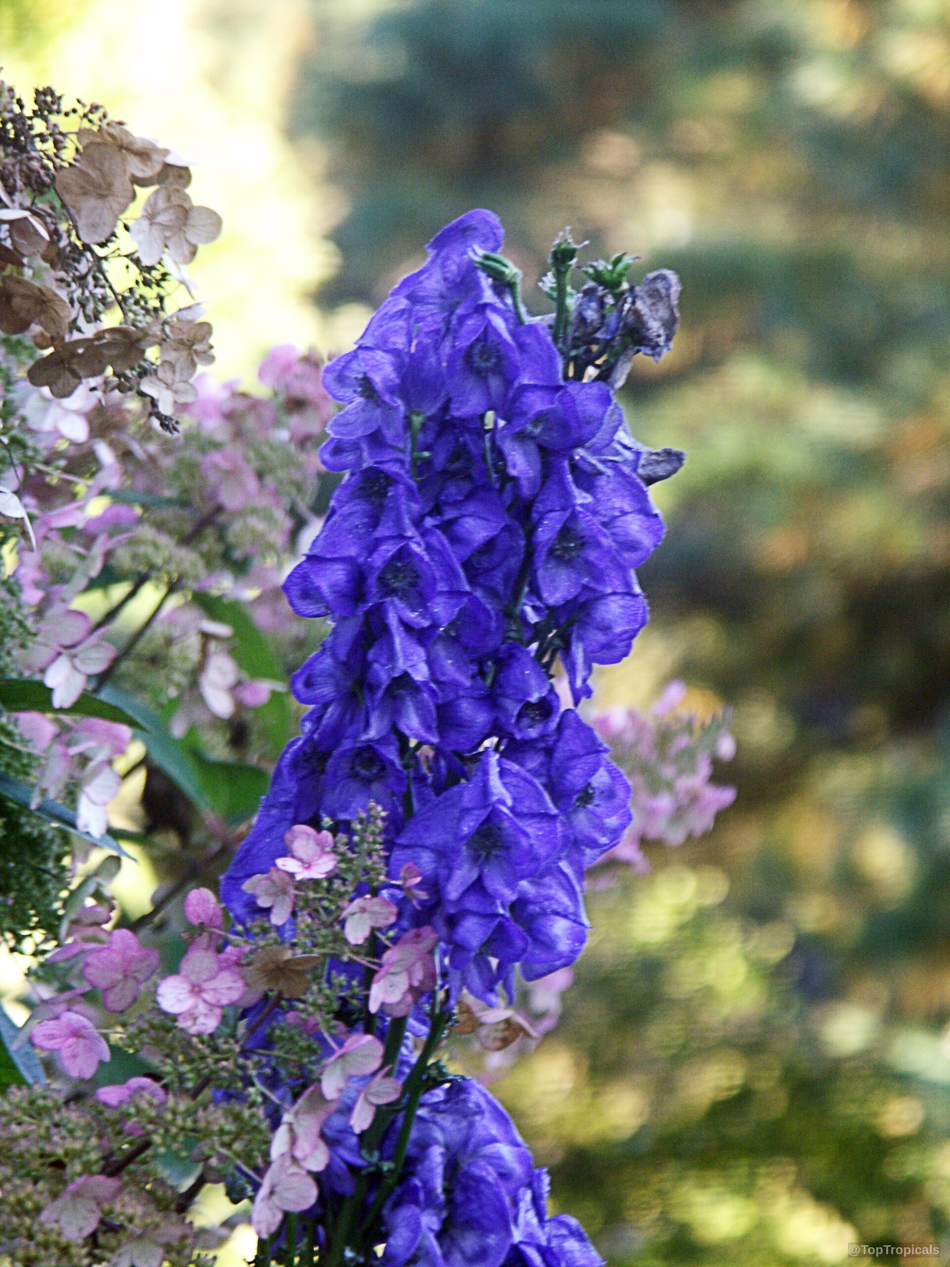 Aconitum sp. (Monkshood) showing tall stalk of deep blue hooded flower clusters near soft pink petals. Aconitum sp. (Monkshood) with deep blue hooded flower, close up of vibrant plant petals