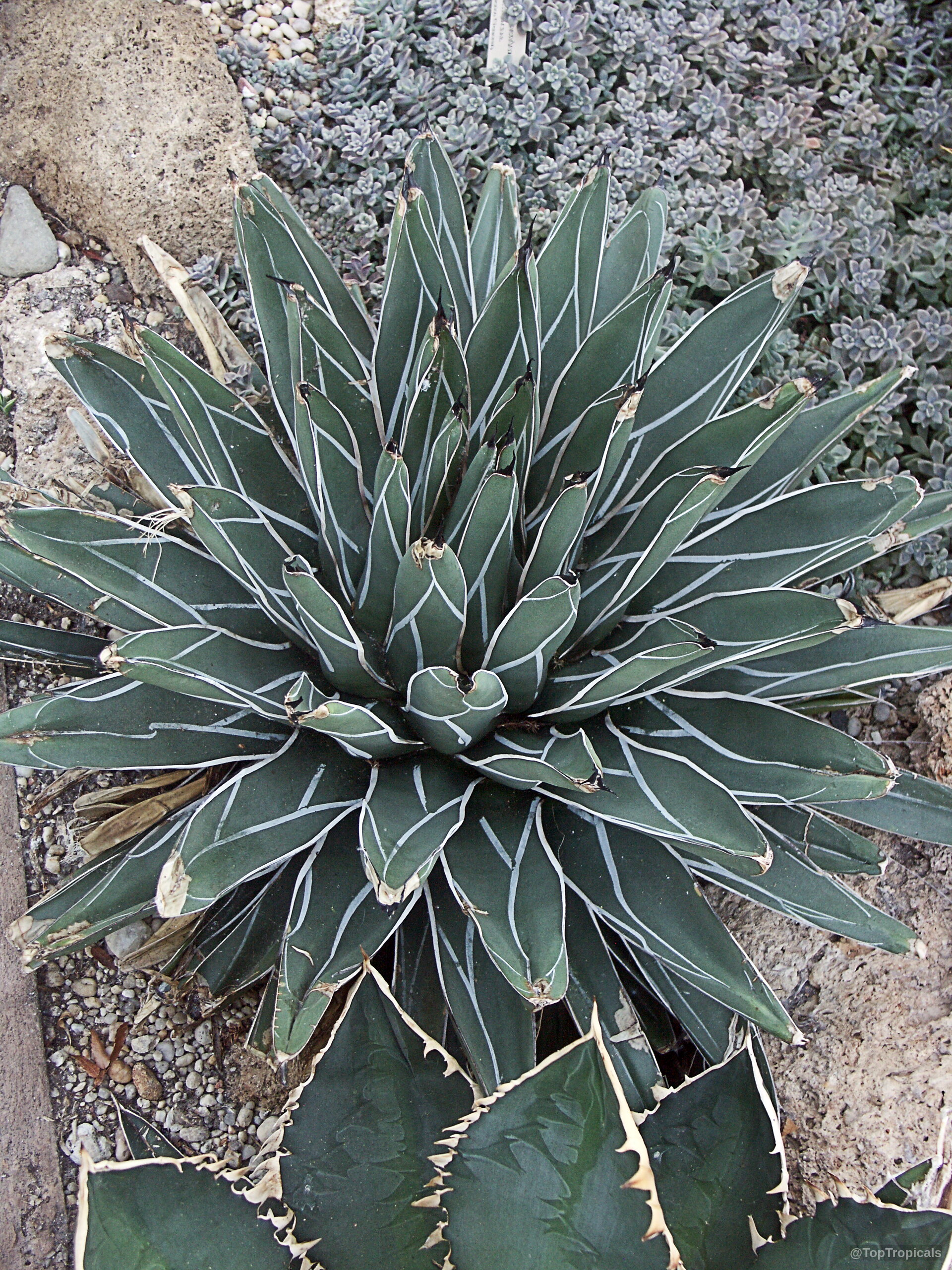Agave sp. (Agave) with stiff, pointed green leaves marked by distinct white lines. Agave sp. (Agave) green plant with white lines on stiff pointed succulent leaves