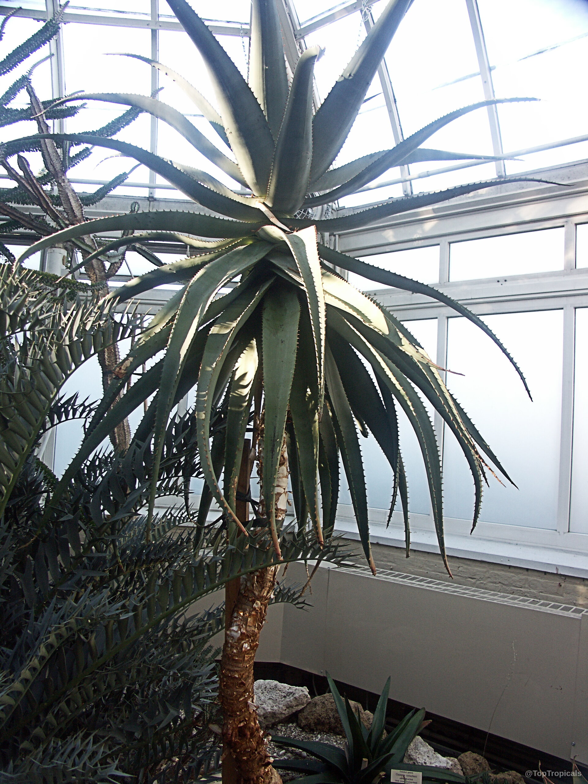 Aloe africana (African Aloe) with long, spiked green leaves radiating from a central woody stem. Aloe africana (African Aloe) with green pointed leaves on a thick tall woody trunk.