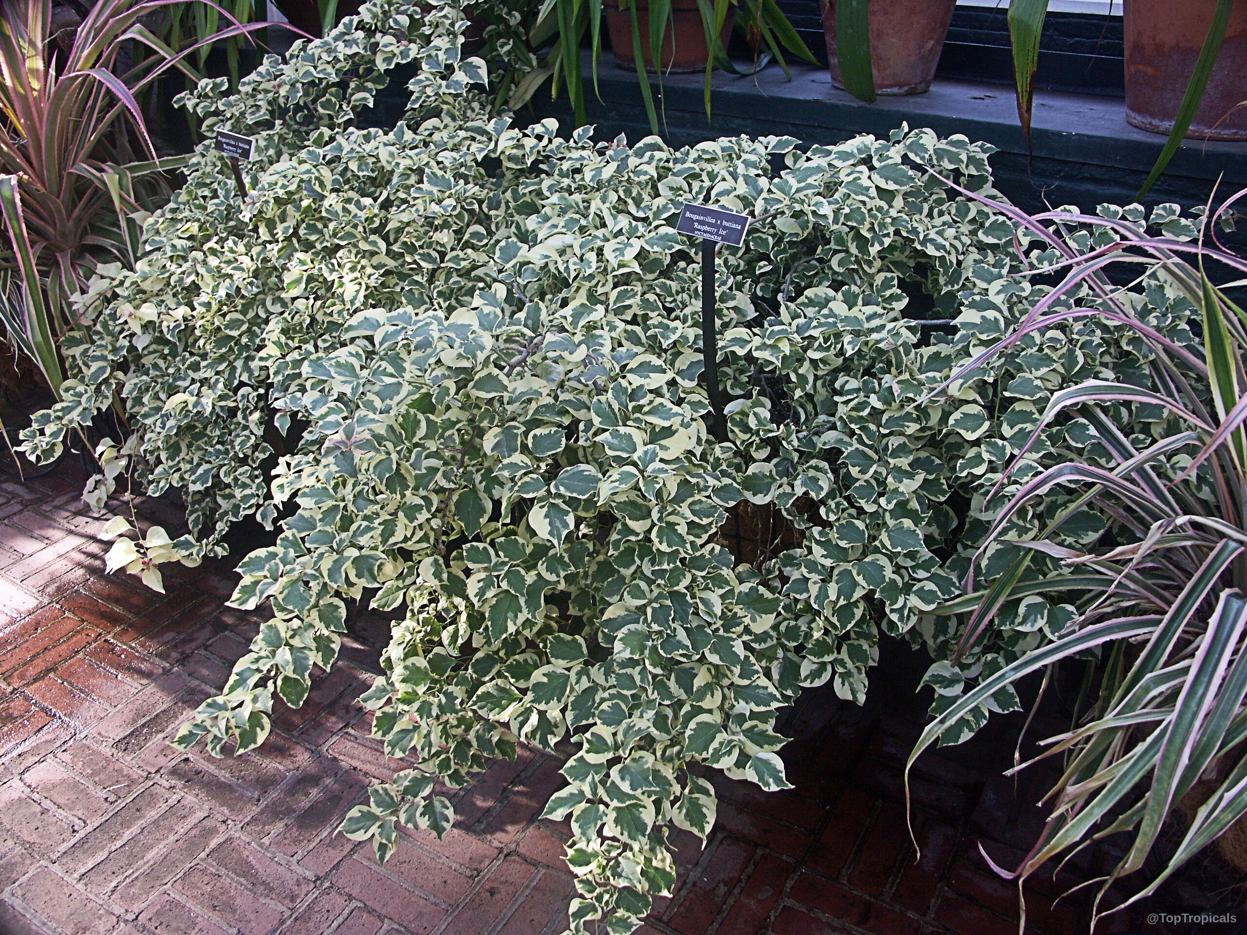 Bougainvillea (Bougainvillea) with thick variegated leaves growing in a container alongside other potted plants Bougainvillea (Bougainvillea) plant with green and white variegated leaves on a dense bushy shrub