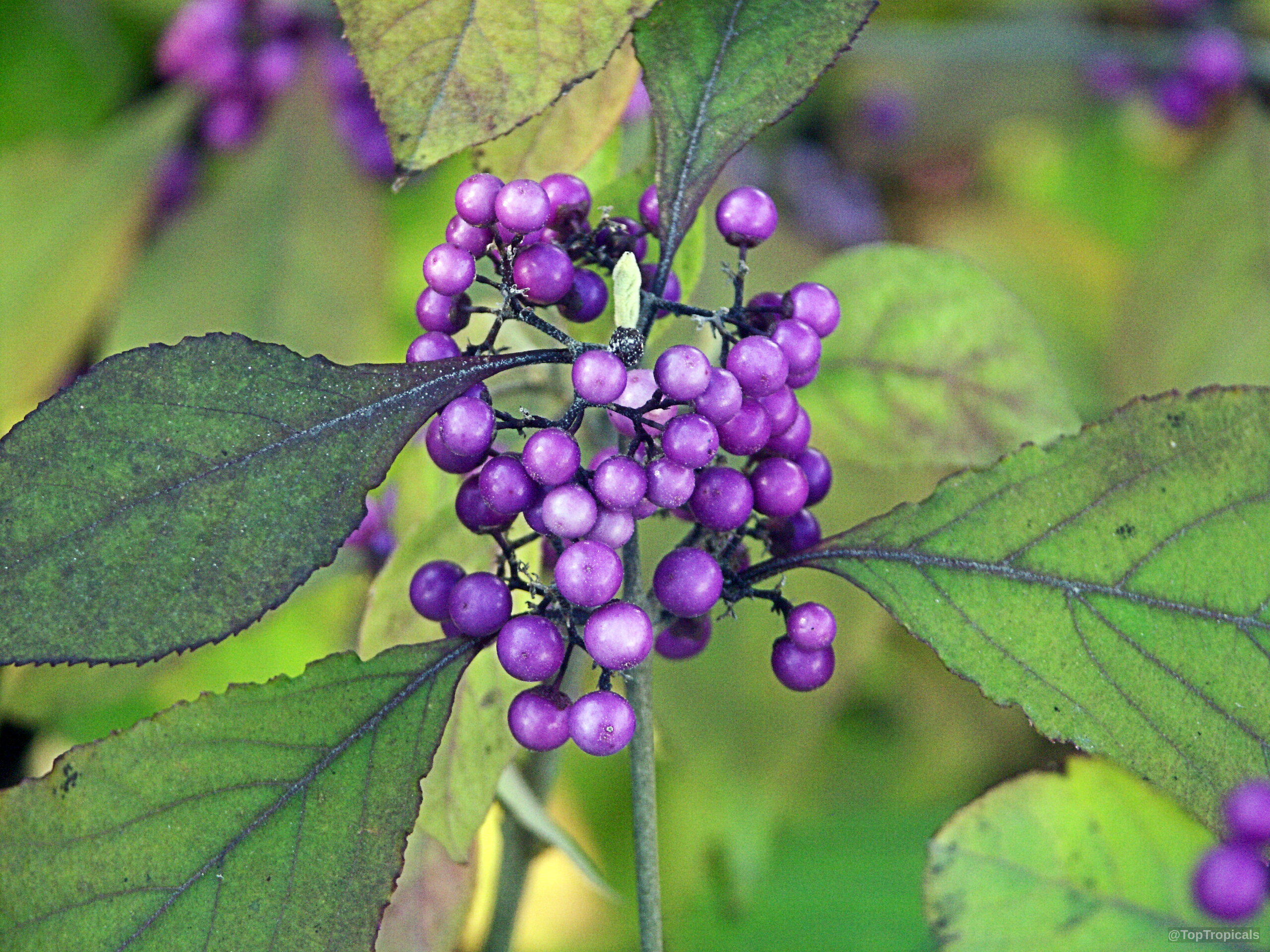 Callicarpa bodinieri (Bodinier's Beautyberry) clusters of round purple fruit nestled among pointed green textured leaves Callicarpa bodinieri (Bodinier's Beautyberry) with clusters of round purple fruit and green leaves close up
