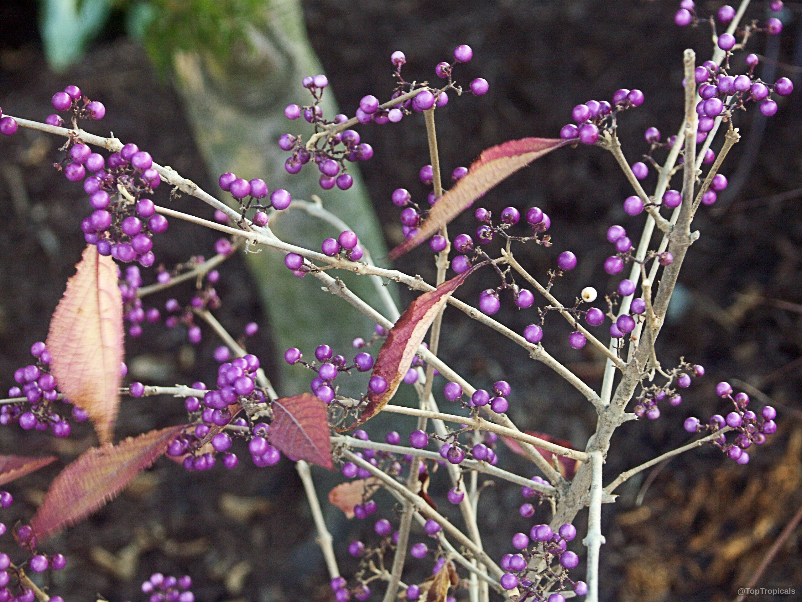 Callicarpa bodinieri (Bodinier's Beautyberry) purple fruit clinging to thin wooden stems with thin leaves. Callicarpa bodinieri (Bodinier's Beautyberry) purple fruit on branches close up to the shrub.